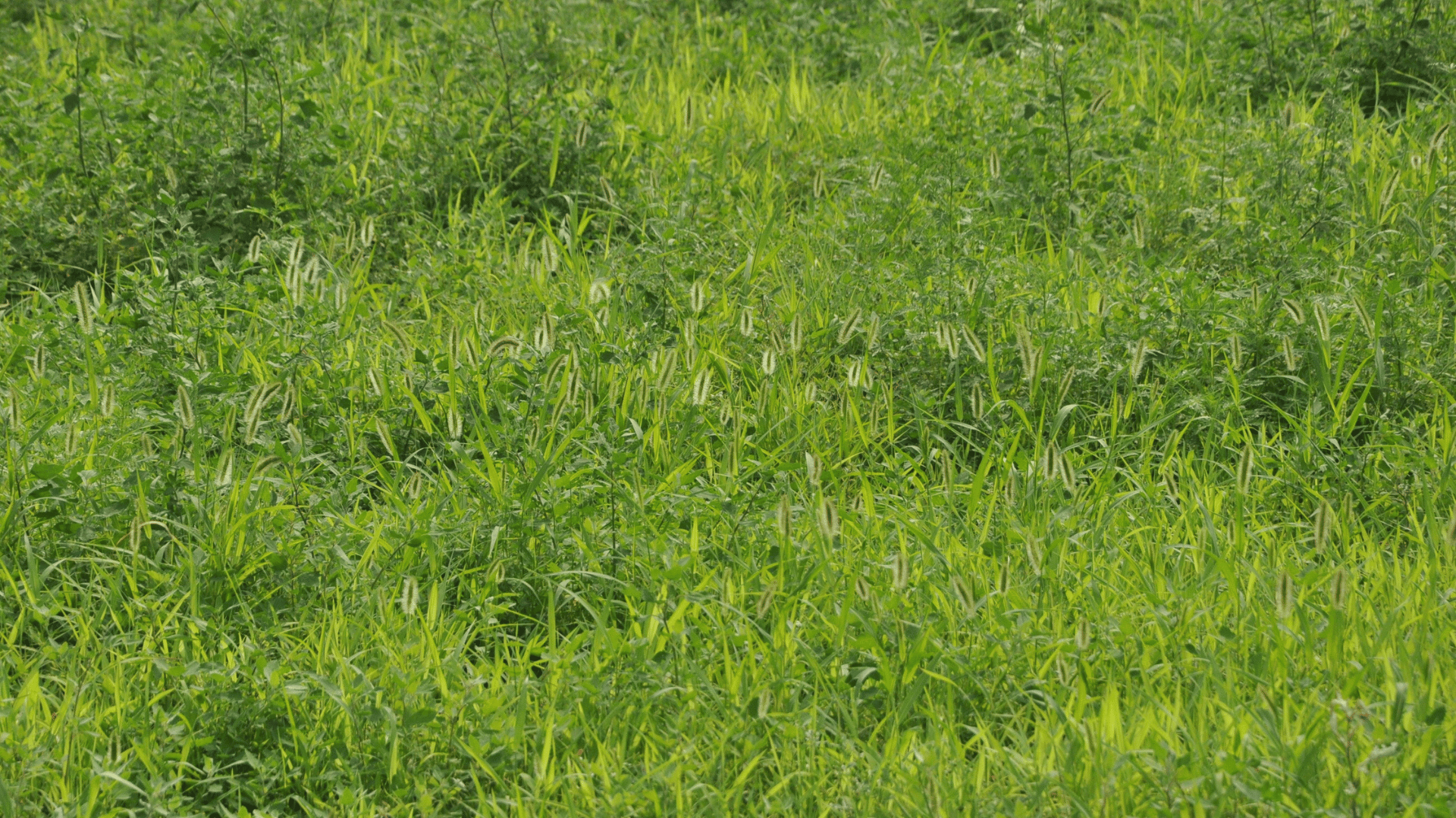 手入れが行き届かない庭